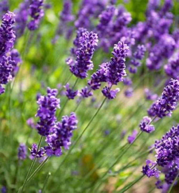 English Lavender