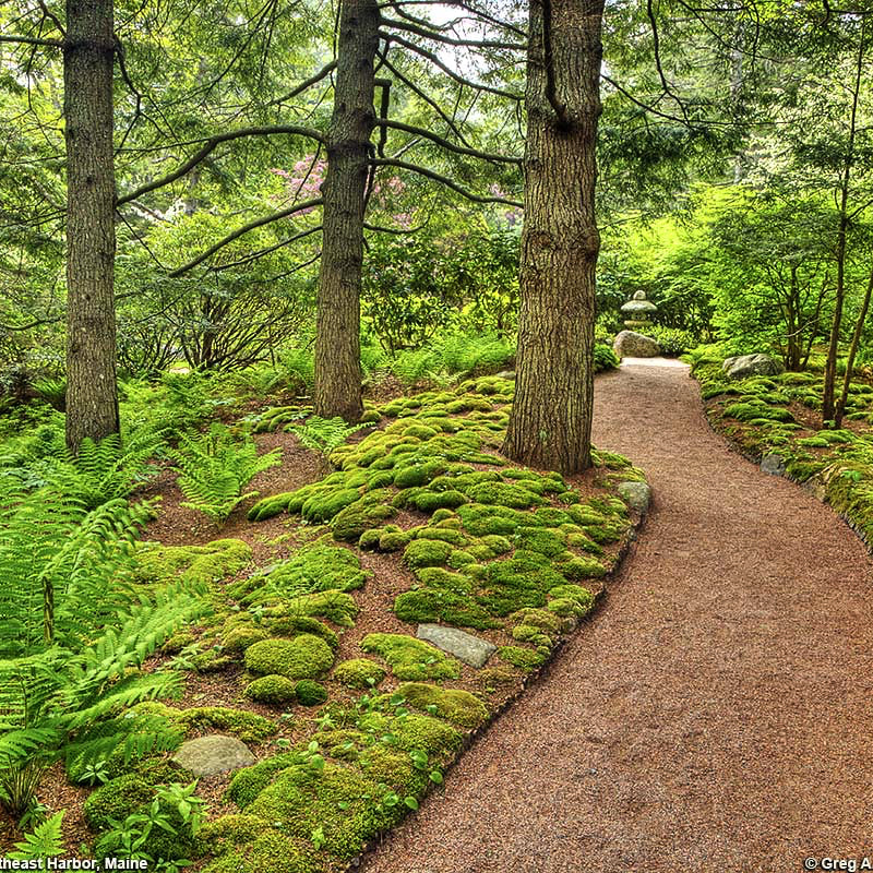 Forest Walk